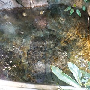 Freshwater Stingray Pool in the Newly Renovated Aquarium
