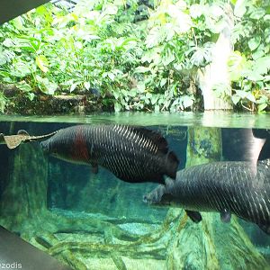 Arapaima and Stingray Tank in the Newly Renovated Aquarium