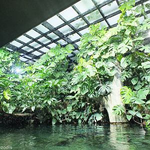 Planting above the Arapaima Tank in the Newly Renovated Aquarium
