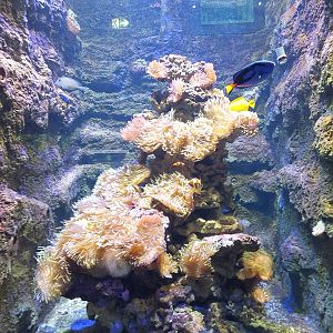 Smaller Saltwater Tank in the Newly Renovated Aquarium