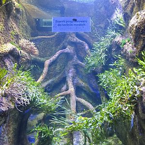 Currently Empty Saltwater Tank to have Seahorses in the Newly Renovated Aqu