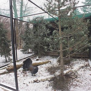 Capercaille Enclosure