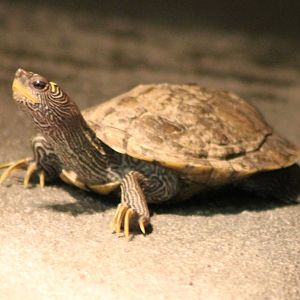 False map turtle