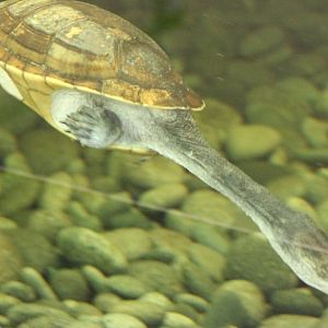 New Guinea snake-necked turtle