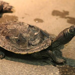 Mississippi false map turtle