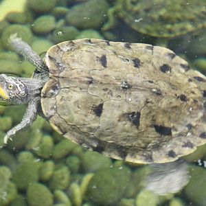 Mississippi false map turtle