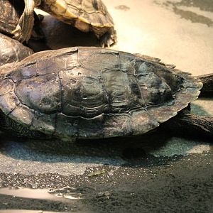 Turtle tortoise Terrapene ID