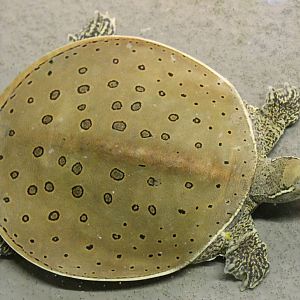 Spiny softshell