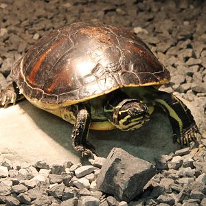 Florida red-bellied cooter
