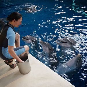 Jan. 2016 - Dolphin Pavilion - Dolphin Experience
