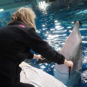 Jan. 2016 - Dolphin Pavilion - Dolphin Experience