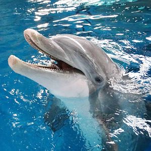 Jan. 2016 - Dolphin Pavilion - Dolphin Experience