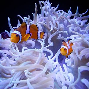 Jan. 2016 - Oceans - Percula Clownfish