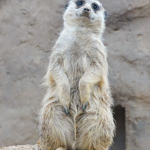 Jan. 2016 - Deserts - Meerkat