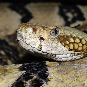 Jan. 2016 - Deserts - Timber Rattlesnake