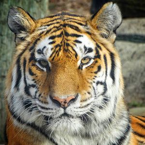 Jan. 2016 - Forests - Amur Tiger