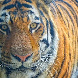 Jan. 2016 - Forests - Amur Tiger (Male)