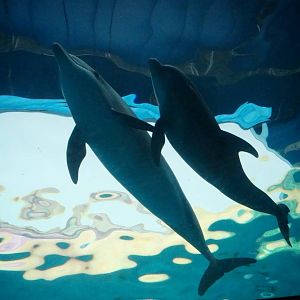 Jan. 2016 - Oceans - Dolphin Pavilion