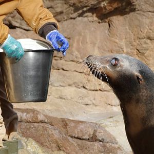 Jan. 2016 - Oceans - Sea Lion Feeding