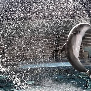 Jan. 2016 - Dolphin Pavilion - Dolphin Experience