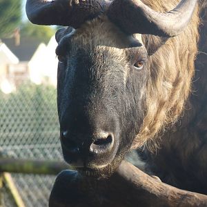 Mishmi Takin, January 2016