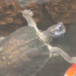 Turtle ID