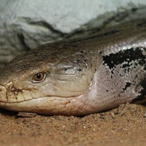 Blue-tongued skink