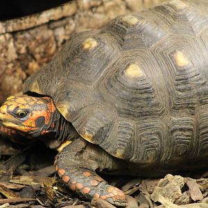 Red-footed tortoise