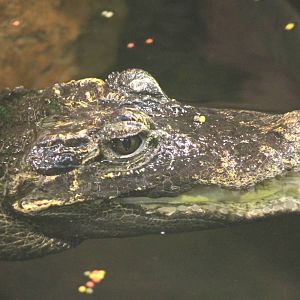 Dwarf crocodile