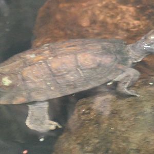 Turtle ID