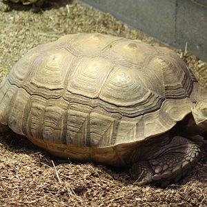 African spurred tortoise