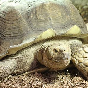 African spurred tortoise