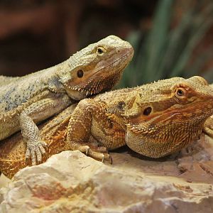 Central bearded dragons