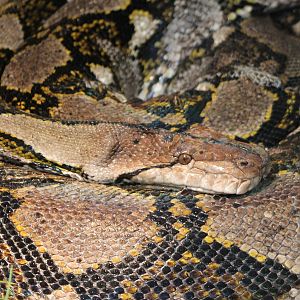 Reticulated python