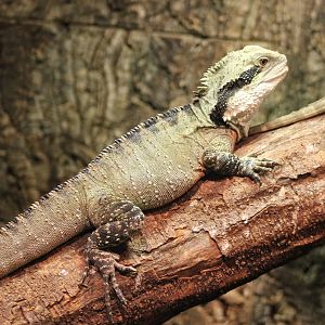 Australian water dragon
