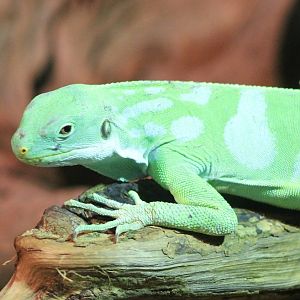 Fiji banded iguana