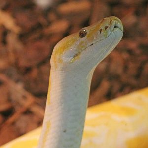 Asian rock python mutation