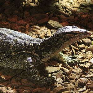 Asian water monitor