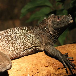 Ambon sail-fin lizard