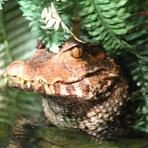 Cuvier's dwarf caiman