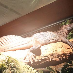 Ambon sail-fin lizard