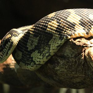 Carpet python