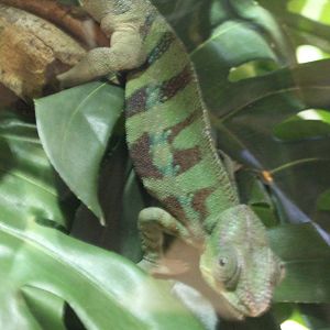 Panther chameleon