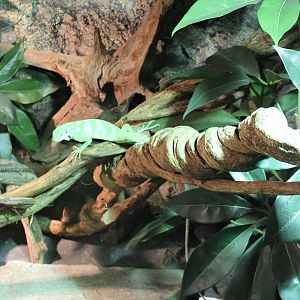 Enclosure Fiji banded iguanas