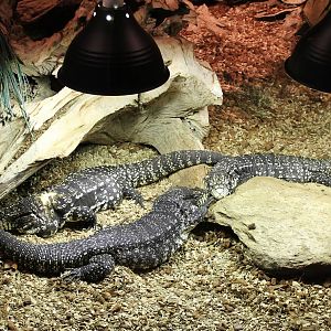 Enclosure Argentine black and white tegus
