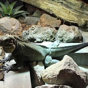 Rhino iguana