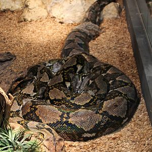 Reticulated python