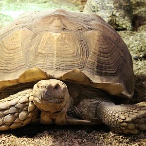 African spurred tortoise