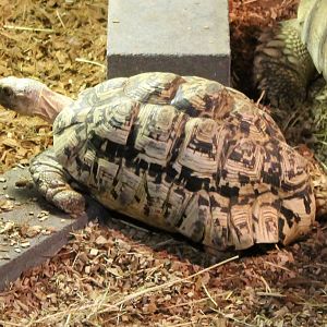 Leopard tortoise