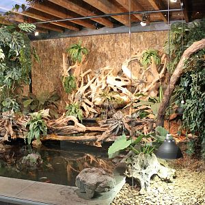 Enclosure Dwarf crocodile and red-eared slider